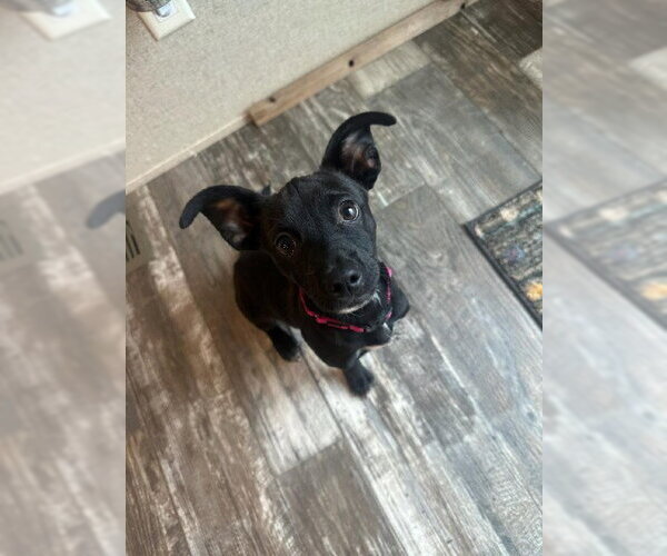 Medium Photo #5 Chiweenie Puppy For Sale in Oakhurst, NJ, USA