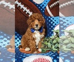 Small Photo #3 Goldendoodle (Miniature) Puppy For Sale in COCHRANVILLE, PA, USA