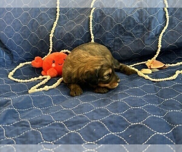 Medium Photo #2 Bernedoodle (Miniature) Puppy For Sale in HENDERSON, CO, USA