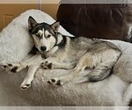 Small Photo #3 Siberian Husky Puppy For Sale in Holly Springs, NC, USA