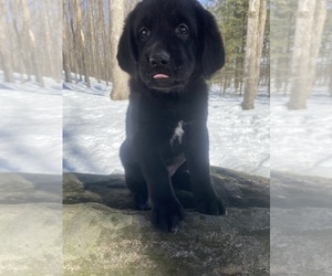 German Shepherd Dog-Newfoundland Mix Puppy for sale in WHITE LAKE, WI, USA