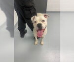 Small American Bulldog Mix