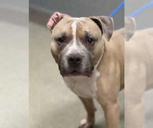 Staffordshire Bull Terrier-Unknown Mix Dogs for adoption in Las Vegas, NV, USA