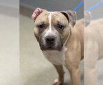 Small Staffordshire Bull Terrier Mix