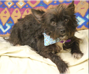 Mutt Dogs for adoption in Cranston, RI, USA