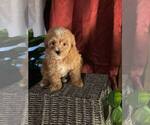 Small Photo #3 Poovanese Puppy For Sale in LOUISVILLE, KY, USA