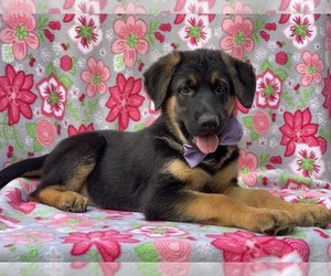 German Shepherd Dog Puppy for sale in LANCASTER, PA, USA