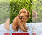 Small #15 Goldendoodle (Miniature)