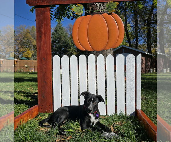 Medium Photo #2 Border Collie-Unknown Mix Puppy For Sale in Fargo, ND, USA