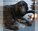 Puppy Turbo Bernedoodle