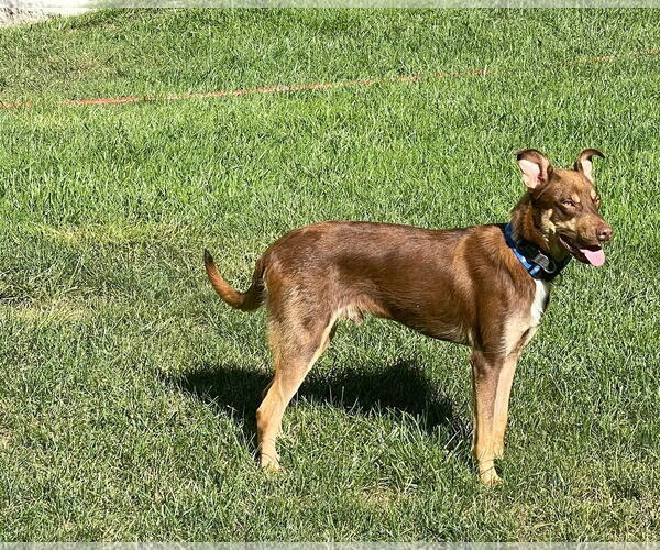 Medium Photo #15 Australian Shepherd-Unknown Mix Puppy For Sale in Germantown, OH, USA