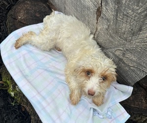 Cockapoo Puppy for sale in HARDY, AR, USA