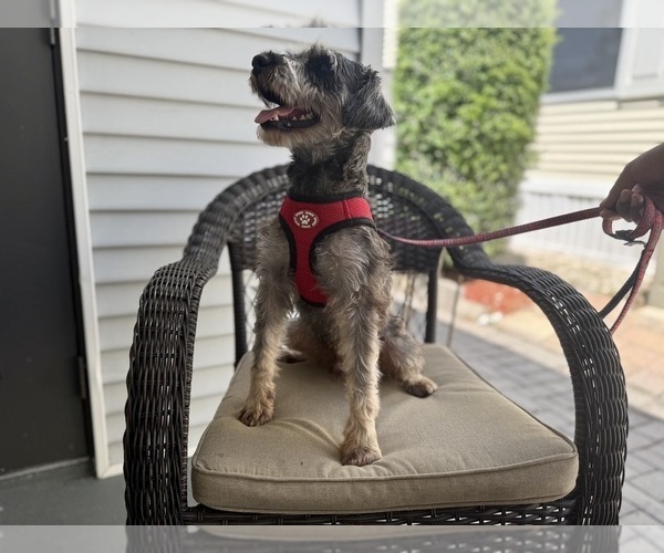 Medium Photo #1 Schnauzer (Miniature) Puppy For Sale in NAPLES, FL, USA