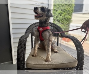 Schnauzer (Miniature) Puppy for sale in NAPLES, FL, USA