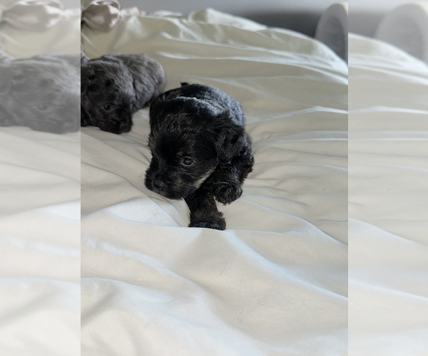 Medium Photo #4 ShihPoo Puppy For Sale in DALLAS, TX, USA
