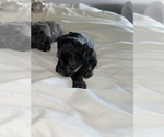 Small #3 ShihPoo