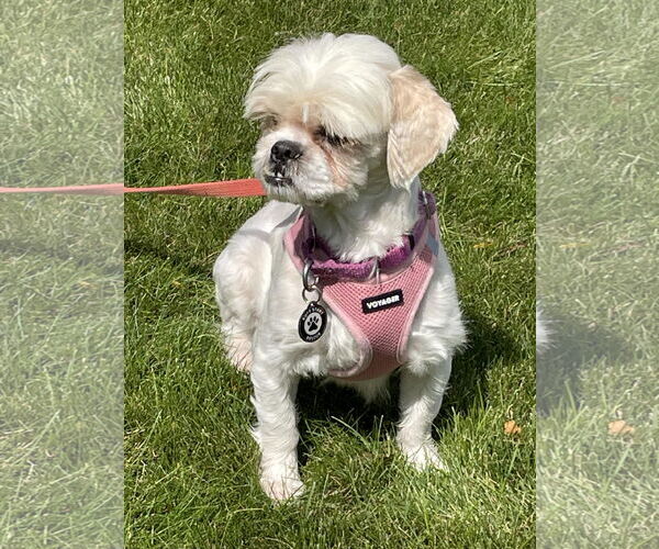Medium Photo #2 Mal-Shi Puppy For Sale in Princeton, MN, USA