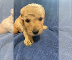 Small Photo #7 Goldendoodle Puppy For Sale in FOUNTAIN, CO, USA