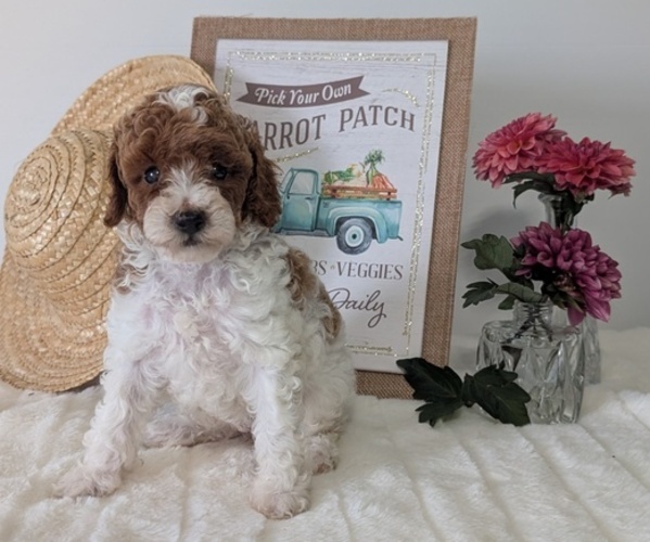 Medium Photo #2 Poodle (Miniature) Puppy For Sale in GOSHEN, IN, USA