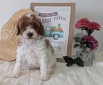 Small #1 Poodle (Miniature)