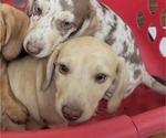 Small Photo #2 Dachshund Puppy For Sale in GOSHEN, AL, USA