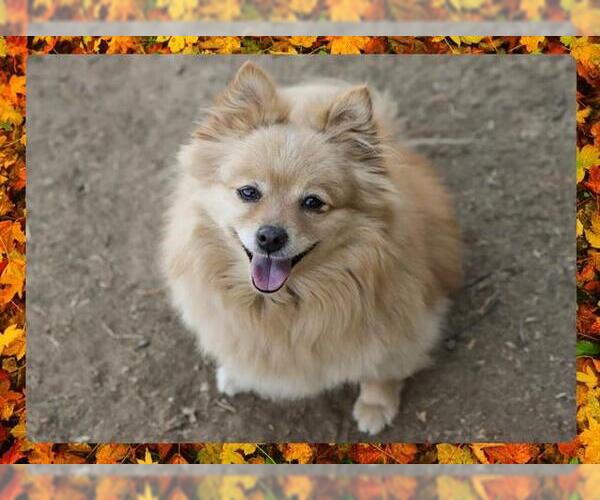 Medium Photo #3 Pomeranian Puppy For Sale in Ojai, CA, USA