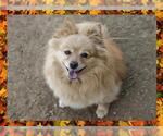 Small #2 Pomeranian
