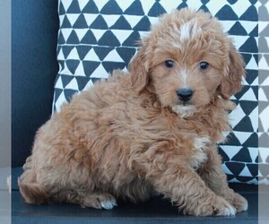 Goldendoodle (Miniature) Puppy for sale in FREDERICKSBURG, OH, USA