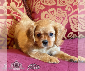 Cavalier King Charles Spaniel Puppy for sale in MIAMI, FL, USA
