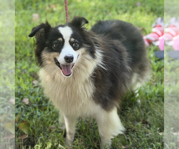 Medium Photo #1 Australian Shepherd Puppy For Sale in Yardley, PA, USA