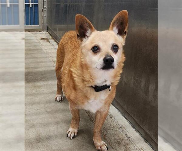 Medium Photo #1 Chihuahua-Unknown Mix Puppy For Sale in Camarillo, CA, USA