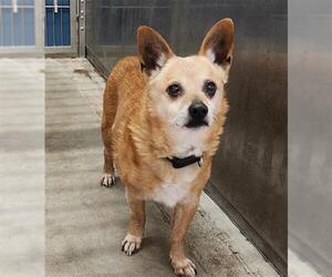 Chihuahua-Unknown Mix Dogs for adoption in Camarillo, CA, USA