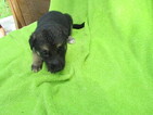 Small Photo #2 German Shepherd Dog Puppy For Sale in MACON, MO, USA