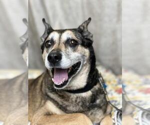 Mutt Dogs for adoption in Rockwall, TX, USA