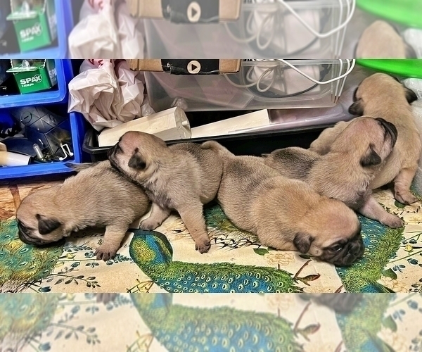 Medium Photo #2 Pug Puppy For Sale in DESERT HOT SPRINGS, CA, USA