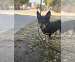 Small #1 Australian Kelpie-Chihuahua Mix