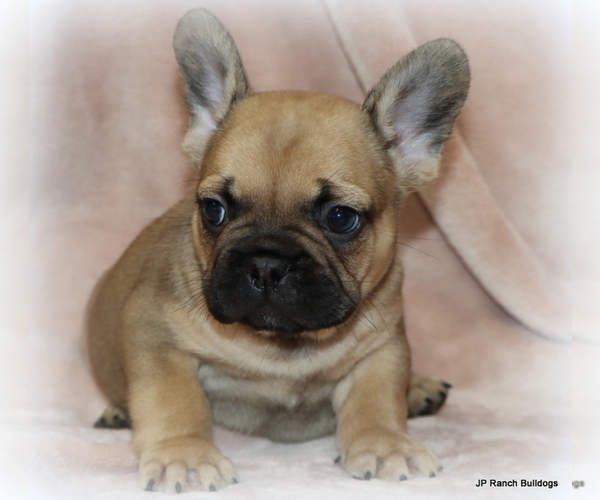 Medium Photo #2 French Bulldog Puppy For Sale in WINNSBORO, TX, USA