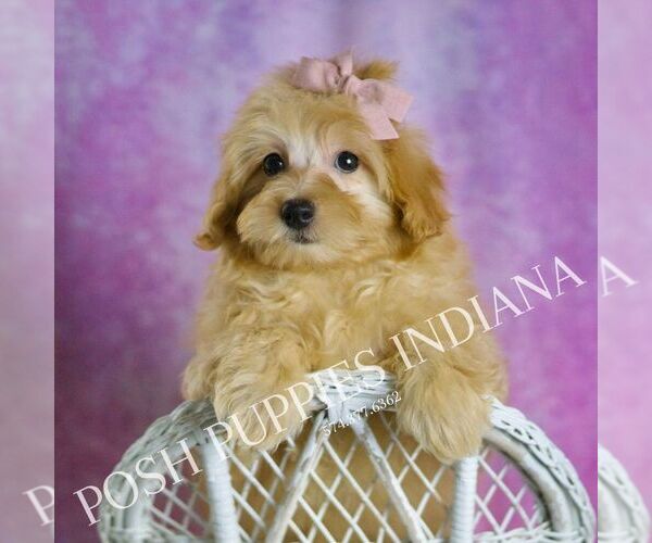 Medium Photo #57 Maltipoo (Miniature) Puppy For Sale in WARSAW, IN, USA