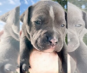 American Bully Puppy for sale in BUFFALO, NY, USA