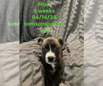Small #6 American Staffordshire Terrier-Labrador Retriever Mix