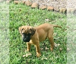 Small Photo #1 Bullmastiff Puppy For Sale in BELLVILLE, TX, USA