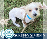 Small #1 Maltese Mix