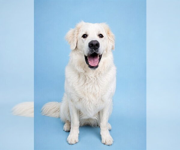 Medium Photo #2 Great Pyrenees Puppy For Sale in Westminster, MD, USA