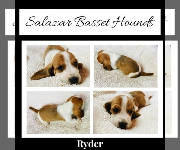 Medium Photo #1 Basset Hound Puppy For Sale in WINCHESTER, OH, USA