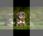 Puppy Mercedes French Bulldog
