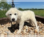 Small Photo #8 Great Pyrenees Puppy For Sale in LOCKHART, TX, USA