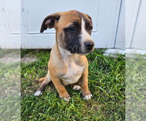 Labrottie Dogs for adoption in Bellingham, WA, USA