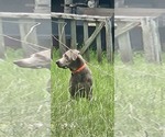 Small Photo #1 Shepradors Puppy For Sale in CATAULA, GA, USA