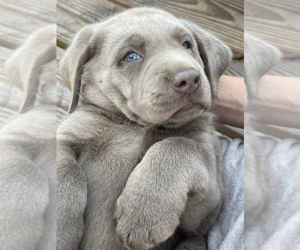 Medium Photo #6 Labrador Retriever Puppy For Sale in KNOXVILLE, GA, USA