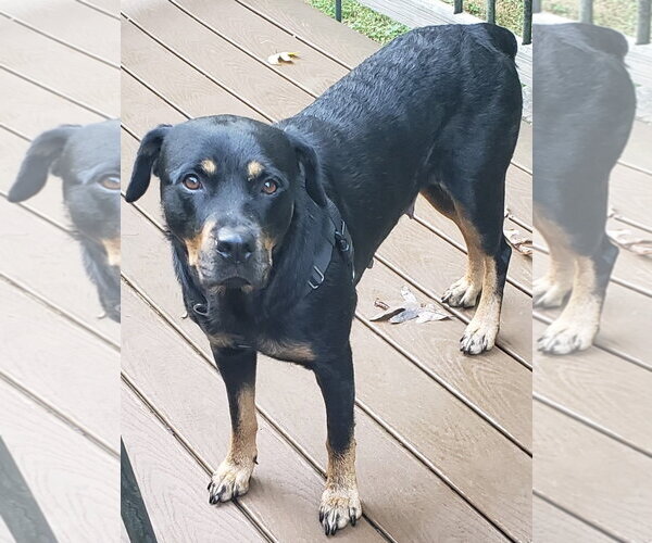 Medium Photo #12 Rottweiler-Unknown Mix Puppy For Sale in Cary, NC, USA